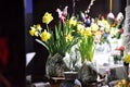 Daffodil, Daffodils, narcissus, narcissi flowers